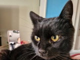 Jeune chat noir à donner