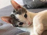 Chat mâle de 1 an à donner