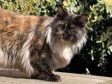 Chaton Maine Coon femelle black tortie smoke LOOF de janvier 2026 à vendre