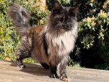 Chaton Maine Coon femelle black tortie smoke LOOF de janvier 2026 à vendre