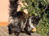 Chaton Maine Coon femelle black tortie smoke LOOF de janvier 2026 à vendre