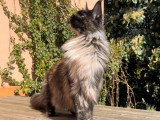 Chaton Maine Coon femelle black tortie smoke LOOF de janvier 2026 à vendre