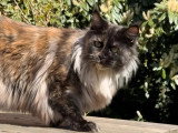 Chatte Maine Coon black tortie smoke LOOF à vendre 2 ans