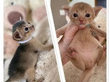 Deux chatons Abyssin LOOF nés avril 2026 à réserver