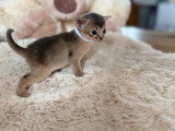 Deux chatons Abyssin LOOF nés avril 2026 à réserver