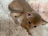 Deux chatons Abyssin LOOF nés avril 2026 à réserver