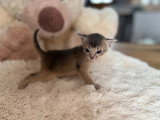 Deux chatons Abyssin LOOF nés avril 2026 à réserver
