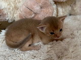 Deux chatons Abyssin LOOF nés avril 2026 à réserver