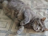 Gribouille, chat gris à adopter en association