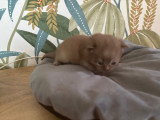 Femelle cinnamon
