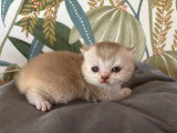 Femelle fawn ticked tabby