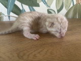 Femelle snow mink