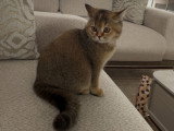 Femelle British Shorthair disponible pour saillie