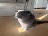 Sanji, mâle Scottish Fold disponible pour saillie
