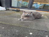Sanji, mâle Scottish Fold disponible pour saillie