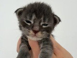 Réservation de chatons Maine Coon inscrits au LOOF nés avril 2026