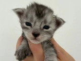 Réservation de chatons Maine Coon inscrits au LOOF nés avril 2026