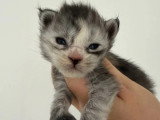 Réservation de chatons Maine Coon inscrits au LOOF nés avril 2026
