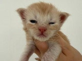 Réservation de chatons Maine Coon inscrits au LOOF nés avril 2026