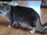 Chatte Norvégienne LOOF à vendre