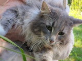 Chatte Norvégienne LOOF à vendre