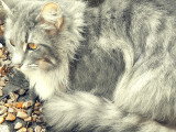 Chatte Norvégienne LOOF à vendre