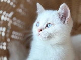 Chaton British Shorthair fawn golden shaded point LOOF de février à vendre