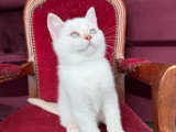 Chaton British Shorthair fawn golden shaded point LOOF de février à vendre
