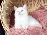 Chaton British Shorthair fawn golden shaded point LOOF de février à vendre