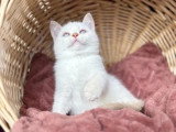 Chaton British Shorthair fawn golden shaded point LOOF de février à vendre
