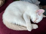 Chaton British Shorthair fawn golden shaded point LOOF de février à vendre