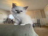 Magnifiques chatons Ragdoll LOOF à vendre