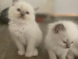 Magnifiques chatons Ragdoll LOOF à vendre
