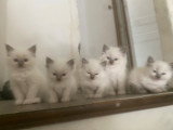 Magnifiques chatons Ragdoll LOOF à vendre