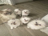 Magnifiques chatons Ragdoll LOOF à vendre