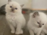 Magnifiques chatons Ragdoll LOOF à vendre