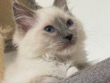 Magnifiques chatons Ragdoll LOOF à vendre