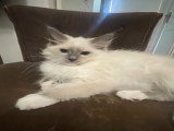 Magnifiques chatons Ragdoll LOOF à vendre