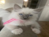 Magnifiques chatons Ragdoll LOOF à vendre