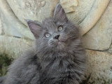 Chatons Maine Coon LOOF à vendre
