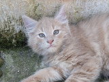 Chatons Maine Coon LOOF à vendre