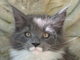 Chatons Maine Coon LOOF à vendre