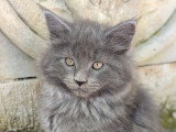 Berlioz