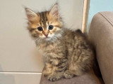 Chatons Sibériens LOOF à vendre