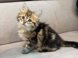 Chatons Sibériens LOOF à vendre