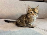 Chatons Sibériens LOOF à vendre