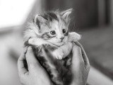 Chatons Maine Coon à vendre