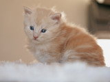 Chatons Maine Coon à vendre