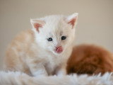 Chatons Maine Coon à vendre