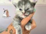 Chatons Maine Coon LOOF à vendre